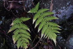 Dryopteris lacera