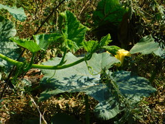 Cucurbita maxima