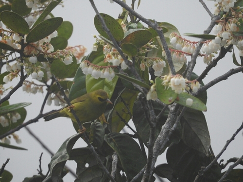 Zosterops emiliae