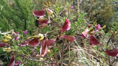 Tephrosia grandiflora