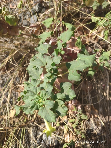 Sackflower (Holubia saccata)