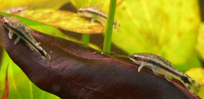 Otocinclus (grand otocinclus) (Otocinclus vittatus)