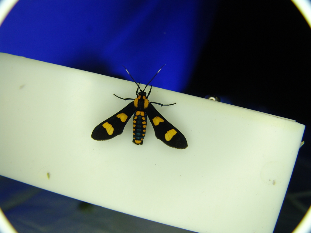 Phoenicoprocta hampsonii