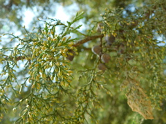 Juniperus recurva