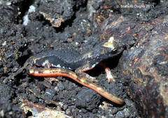 Salamandrina perspicillata