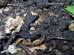 Salamandrina perspicillata