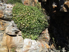 Oldenburgia paradoxa