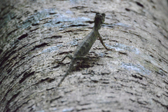 Draco quinquefasciatus