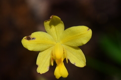 Spathoglottis pubescens