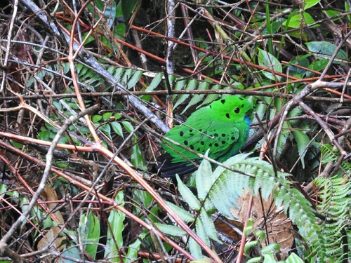 Hose's Broadbill (Calyptomena hosii)