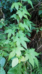 Ceratiosicyos laevis