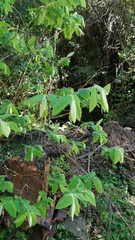 Englerodaphne subcordata
