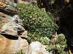 Oldenburgia paradoxa