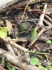 Rhynchomitra microrhina