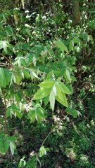 Englerodaphne subcordata