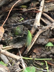 Rhynchomitra microrhina