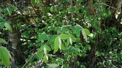 Englerodaphne subcordata