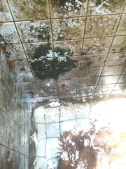 Chalcorana chalconota