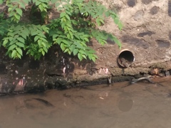 Varanus salvator