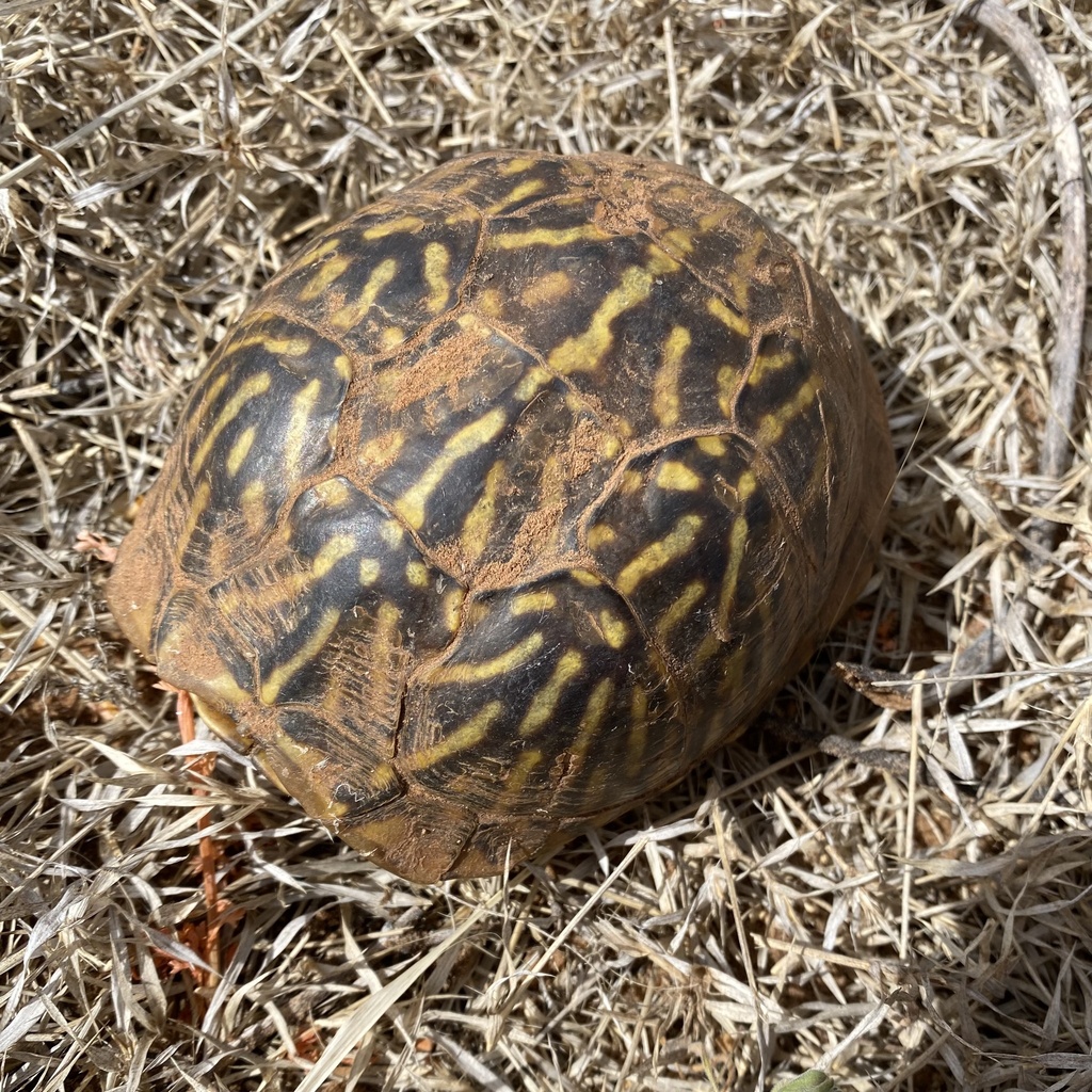 Plains Box Turtle from San Jon, NM, US on April 26, 2023 at 09:55 AM by ...