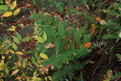 Dryopteris lacera