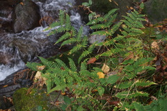 Dryopteris lacera