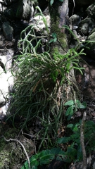 Phlegmariurus verticillatus