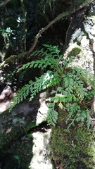 Asplenium theciferum