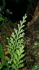 Asplenium theciferum