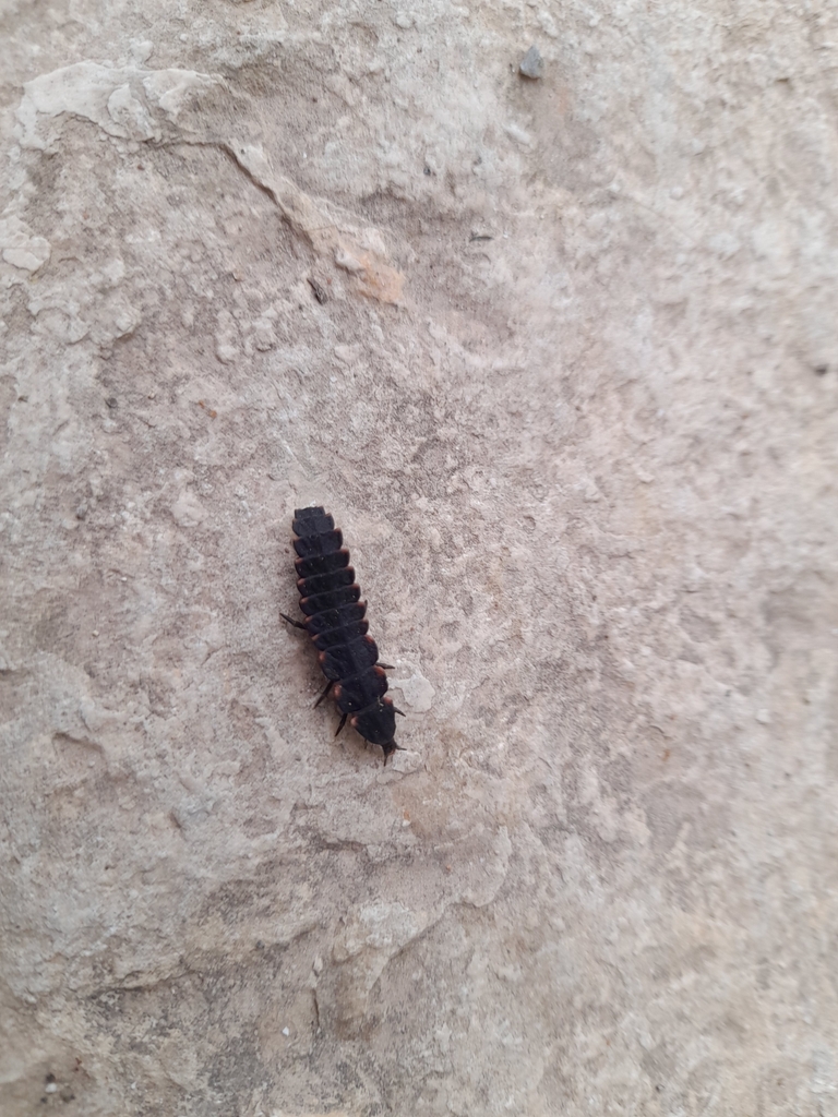 Lampyrini from Acarlar, 35920 Selçuk/İzmir, Türkiye on April 26, 2023