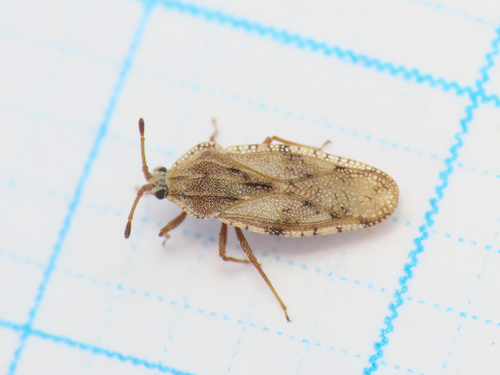 Tingis angustata