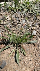 Plantago lanceolata