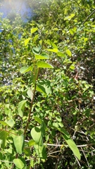 Helinus integrifolius