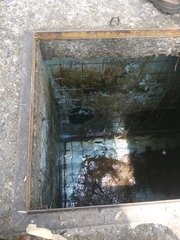 Chalcorana chalconota