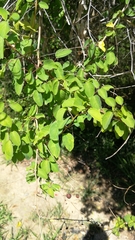 Helinus integrifolius