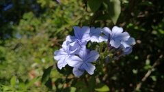 Plumbago auriculata