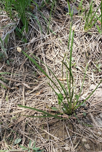 Image of Eleocharis bifida by (c) Stephan Eselgroth, some rights reserved (CC BY-SA)