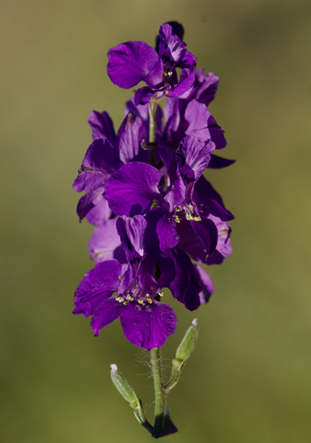 Eastern Larkspur