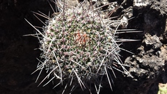 Mammillaria mystax