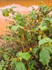 Jamaican nightshade