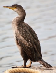 Gulosus aristotelis desmarestii