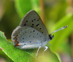 Tharsalea epixanthe