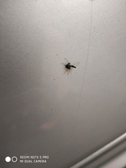 Indopadilla insularis