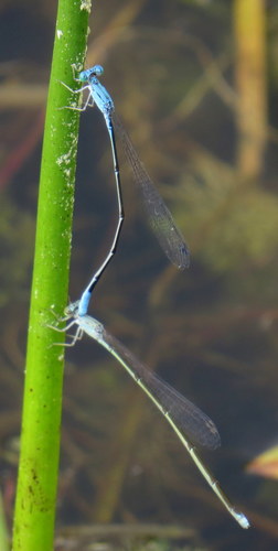 Attenuated Bluet photo 2
