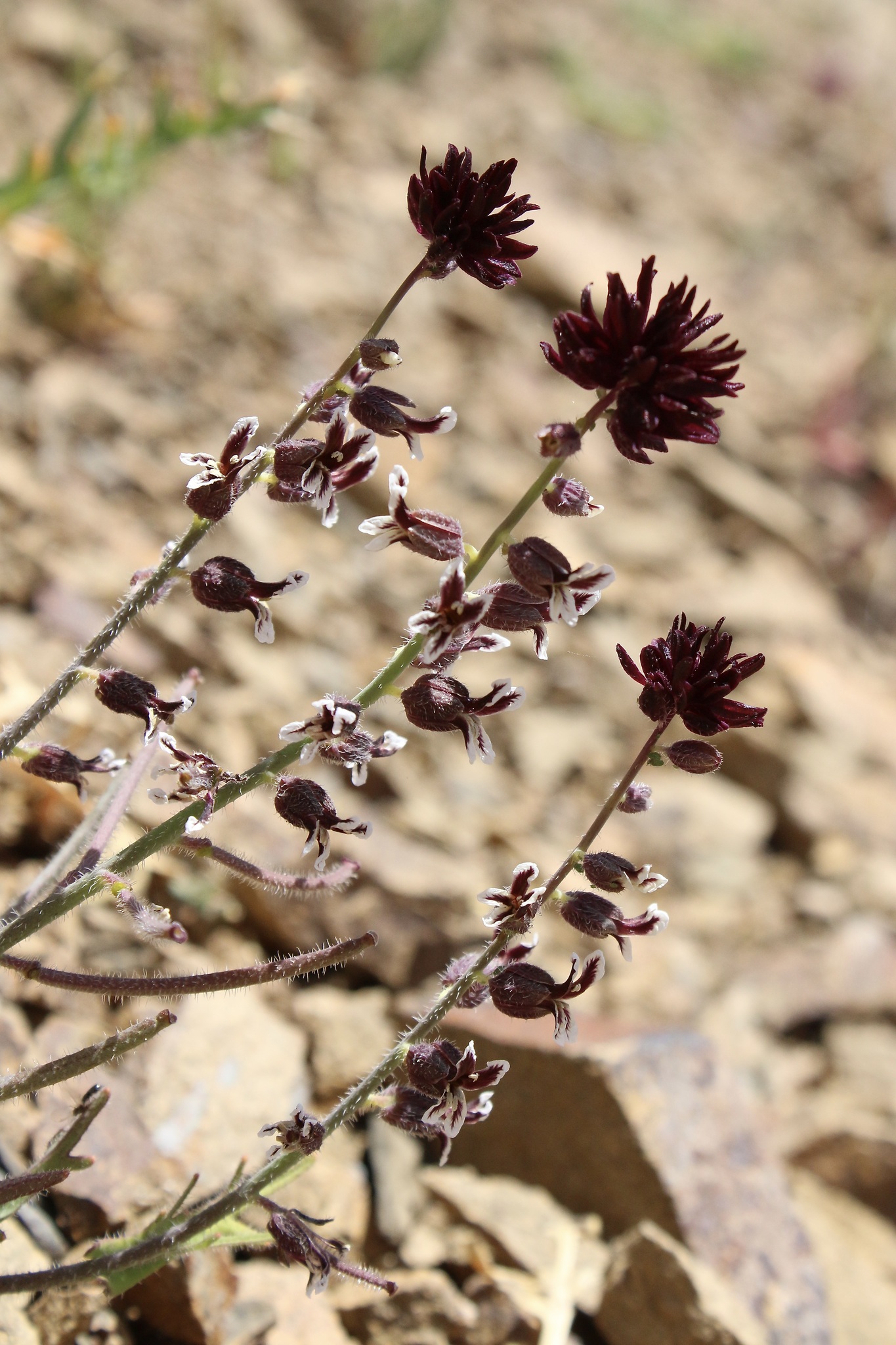 Streptanthus insignis