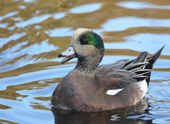 American Wigeon photo 2