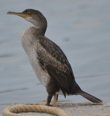Gulosus aristotelis desmarestii
