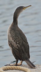 Gulosus aristotelis desmarestii