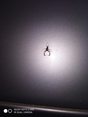 Indopadilla insularis