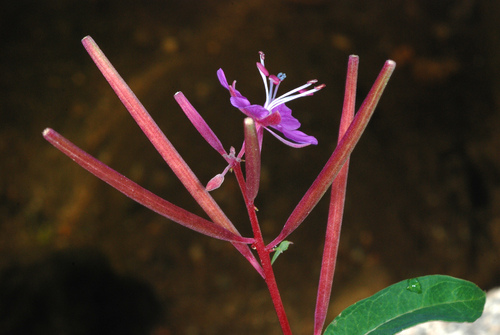 Rosebay Willowherb